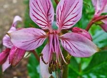 Encyklopedia roślin: Dictamnus albus