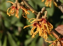 OCZAR POSREDNI HAMAMELIS MEDIA ORANGE BEAUTY FOT. WIESLAW GAWRYS PUBLIKACJA KWIETNIK NR 1 (133) - 1.2006