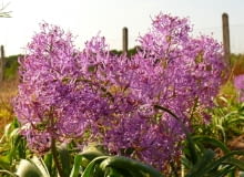 Encyklopedia roślin: Szafirek miekkolistny  Plumosum ma fioletowe kwiat