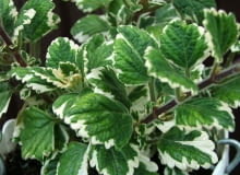 Encyklopedia roślin: Plektrantus koleusowaty  Plectranthus coleoides