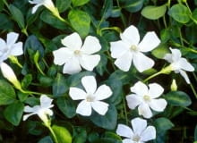 Barwinek pospolity (Vinca minor) 'Gertrude Jekyll'