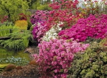 24.05.2004 PIASECZNO SZKOLKA ROSLIN OZDOBNYCH KRZEWY LISCIASTE KWIATY WIOSNA AZALIA RHODODENDRON FOT. PAWEL SLOMCZYNSKI / AGENCJA GAZETA PUBLIKACJA KWIETNIK NR 4 (136) - 4.2006 SLOWA KLUCZOWE: ROSLINY WODA OGRODY KWIATY ZDJĘCIE DO WKŁADKI: PUBLIKACJA KWIETNIK NR 4 (136) - CZASOPISMA