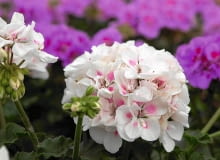 'RED FOX SAVANNAH WHITE SPLASH' to nowa odmiana pelargonii rabatowej.