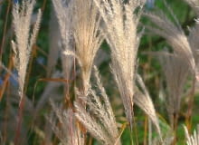 Miskant cukrowy mocno się rozrasta. Jego łany jesienią wyglądają imponująco.