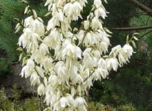 Encyklopedia roślin: Juka karolinska