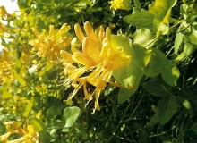 05.06.2003 POWSIN KOLO WARSZAWY OGROD BOTANICZNY POLSKA AKADEMIA NAUK ULICA BOROWIKA 2 PNACZA WICIOKRZEW LONICERA KWIATY