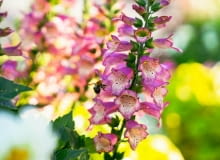 naparstnica purpurowa