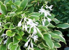 07.08.2003 WARSZAWA ,OGRODY , KWIATY , RABATY