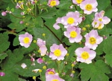 JESIEN ROSLINY KWIATY ZAWILEC JAPONSKI ANEMONE HUPEHENSIS