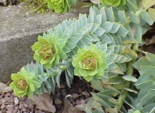 Encyklopedia roślin: Wilczomlecz mirtowaty