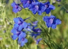 Encyklopedia roślin: Ostrozka wielkokwiatowa  Blauder zwerg