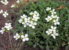 Encyklopedia roślin: Gesiowka kaukaska  Arabis caucasica