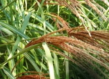 MISKANT CHINSKI MISCANTHUS SINENSIS ODMIANA ROTSIELBER TRAWA OZDOBNA