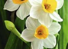 Narcyzy, kwiaty cebulowe. Narcyzy posadzone wiosną zakwitną latem