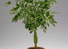 Encyklopedia roślin: Szeflera drzewkowata  schefflera arboricola