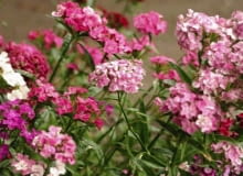 30.06.2004 WARSZAWA OGROD BOTANICZNY UNIWERSYTETU WARSZAWSKIEGO ALEJE UJAZDOWSKIE ROSLINY BYLINY DIANTHUS BARBATUS GOZDZIK BRODATY FOT. PAWEL SLOMCZYNSKI / AGENCJA GAZETA PUBLIKACJA KWIETNIK NR 6 (138) - 6.2006 SLOWA KLUCZOWE: ROSLINY KWIATY ZDJĘCIE DO WKŁADKI: PUBLIKACJA KWIETNIK NR 6 (138) - CZASOPISMA