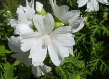 Encyklopedia roślin: Slaz pizmowy  Malva moschata   Alba