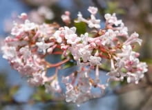 Encyklopedia roślin: Kalina wonna  Viburnum farreri  inaczej V  fragran