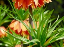 29.04.2005 POWSIN OGROD BOTANICZNY - WIOSENNE OGRODOWE PRACE PIELEGNACYJNE