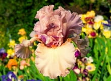 Irysy, kosaćce. Odmiana kosaćca bródkowego o fryzowanych płatkach.