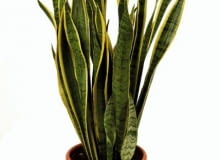 29.05.2003 WARSZAWA ROSLINY DONICZKOWE SANSEWIERIA