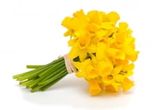 Żonkil - zazdrość