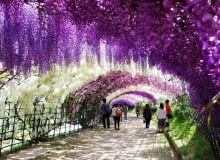 Encyklopedia roślin: Pergole porosniete glicynia chronia przed upalem w