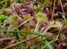 Encyklopedia roślin: Rosiczka okraglolistna