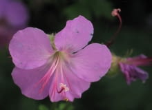 Encyklopedia roślin: Bodziszek kantabryjski  Geranium cantabrigense   P