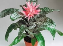 Echmea kwitnie około pół roku (1), po czym zamiera (2). U podstawy rozety powstają odrosty (3), które można ukorzenić (4).