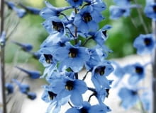 OGROD ROSLINY KWIATY - OSTROZKA OGRODOWA