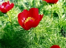 Encyklopedia roślin: PIWONIA DELIKATNA  Paeonia tenuifolia  ma czerwone