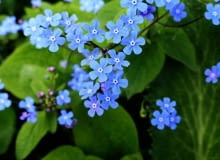 Encyklopedia roślin: Brunnera macrophhylla