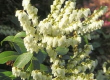 Encyklopedia roślin: Pieris kwiecisty  Pieris floribunda