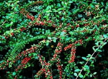 Encyklopedia roślin: Irga pozioma  Cotoneaster horizontalis