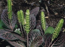 Encyklopedia roślin: Fitonia