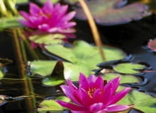 Pod koniec lata liście grzybieni mogą żółknąć i zamierać. Warto je wtedy usuwać