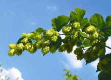 Encyklopedia roślin: Chmiel  Humulus lupulus