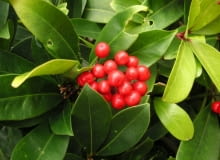 Encyklopedia roślin: Golteria  gaultheria  ma charakterystyczne czerwon