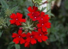 Encyklopedia roślin: Werbena ogrodowa  Verbena hybrida