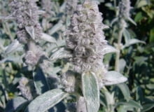 Encyklopedia roślin: Stachys byzantina