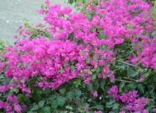 Encyklopedia roślin: Bugenwilla gladka  Bougainvillea glabra