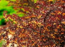 Berberys Thunberga (Berberis thunbergii) 'Red Chief'