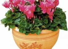 10.09.2004 ZABORZE , KATOWICE , PLANTPOL , ROSLINY BALKONOWE