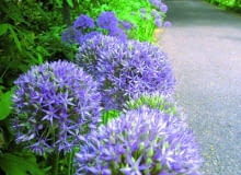 Kolorowa wiosna w Hampton Court - w głębi pergola obrośnięta złotokapem, z przodu czosnki ozdobne