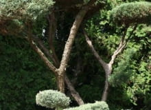 Encyklopedia roślin: Jalowiec wirginijski  Juniperus virginiana