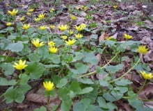 Encyklopedia roślin: 