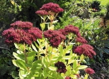 JESIEN ROSLINY KWIATY ROZCHODNIK OKAZALY SEDUM SPECTABILE FOT. WOJCIECH KINDLARSKI PUBLIKACJA KWIETNIK NR 10 (154) - 10 2007 SLOWA KLUCZOWE: KWIATY ROSLINY