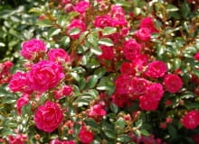 Encyklopedia roślin: Roza okrywowa  Lovely Fairy  ma rozowe pelne lub p