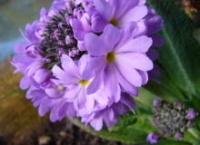 Encyklopedia roślin: Pierwiosnek zabkowany Primula denticulata